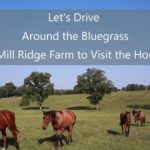 Let’s Drive Around the Bluegrass to Mill Ridge Farm and Visit the Horses